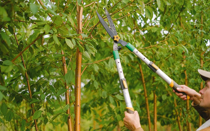 Tree trimming in Milladore, WI